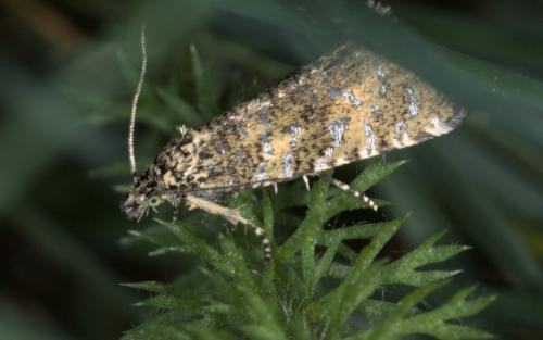 Phiaris stibiana